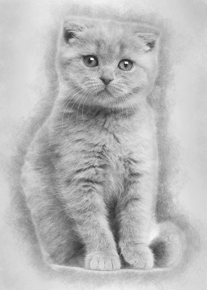 Portrait of Scottish Fold