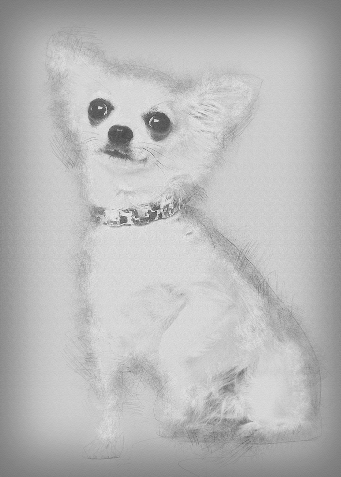 Chihuahua 3 years old sitt