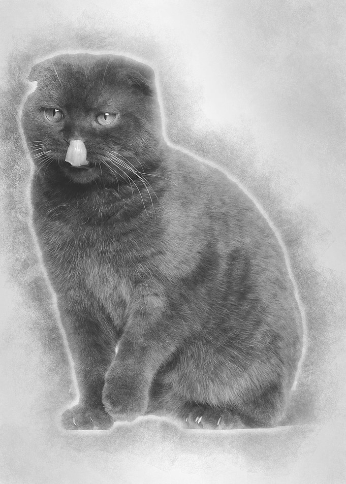 Scottish Fold cat 1 year o