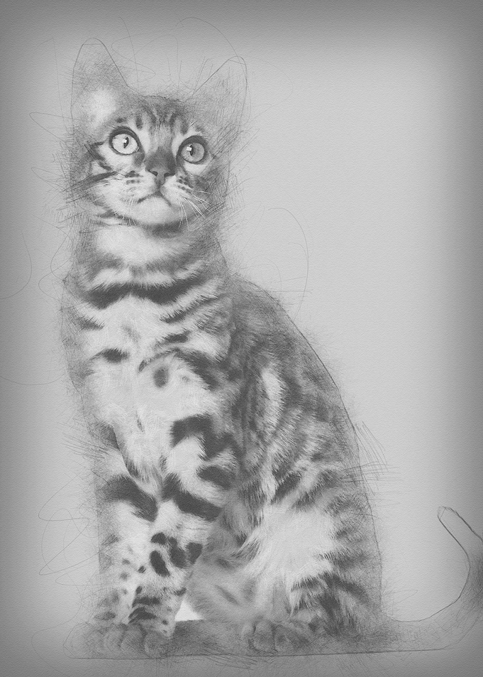 Bengal kitten 4 months old