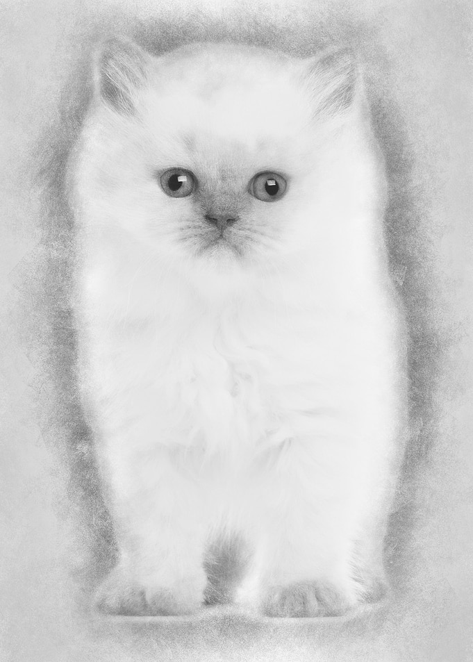 Portrait of British Longha