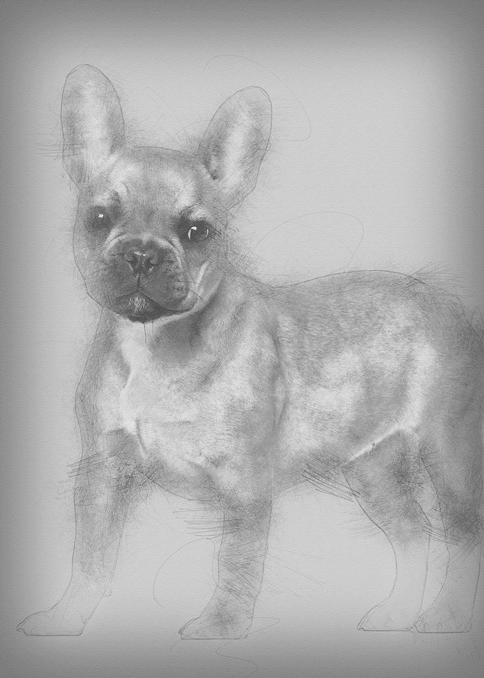 French Bulldog puppy 5 mon