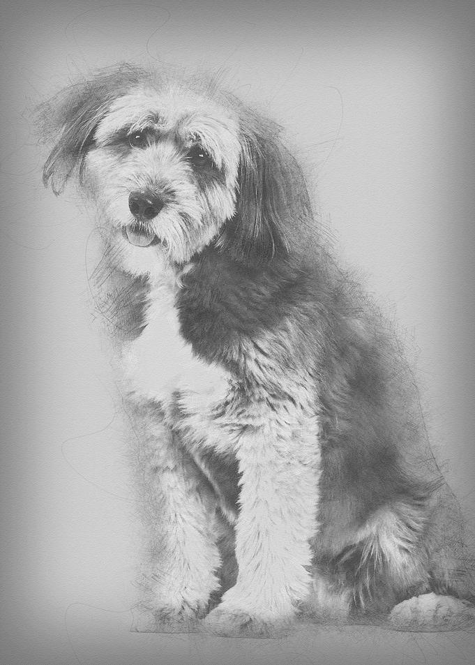 Crossbreed 4 years old sit