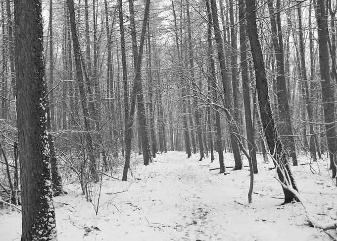 Walk in the woods