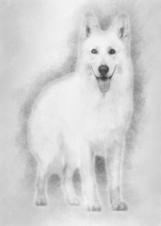 Swiss Shepherd dog 5 years