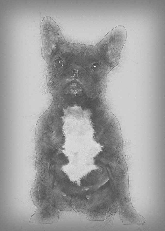 French Bulldog 3 years old