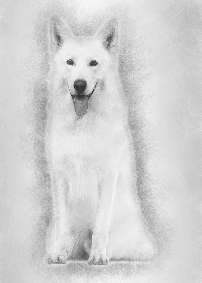 Swiss Shepherd dog 5 years