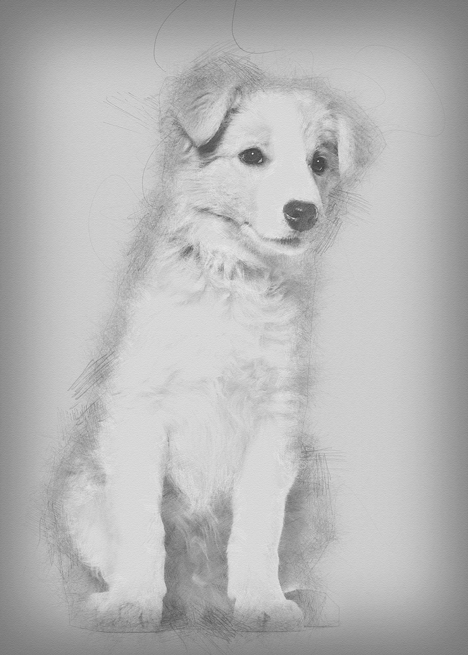 Border Collie puppy sittin