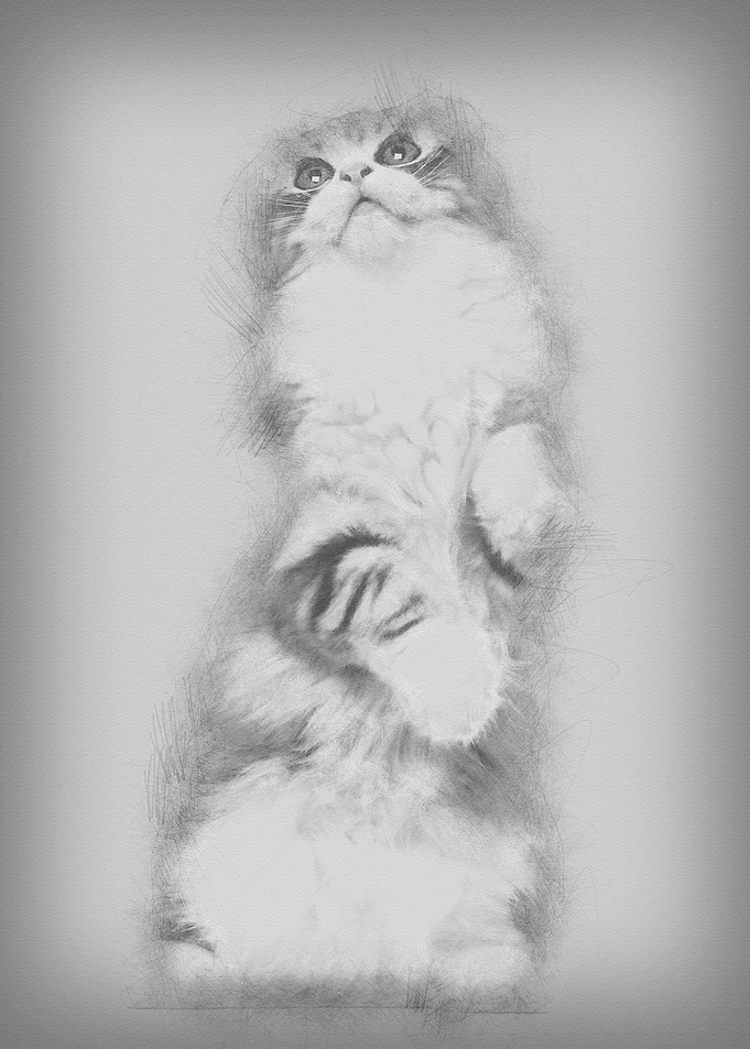American Curl kitten 3 mon