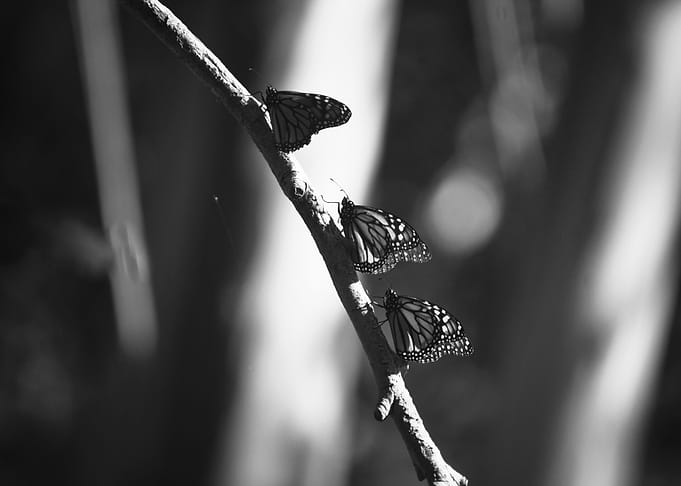 Monarch Butterflies I