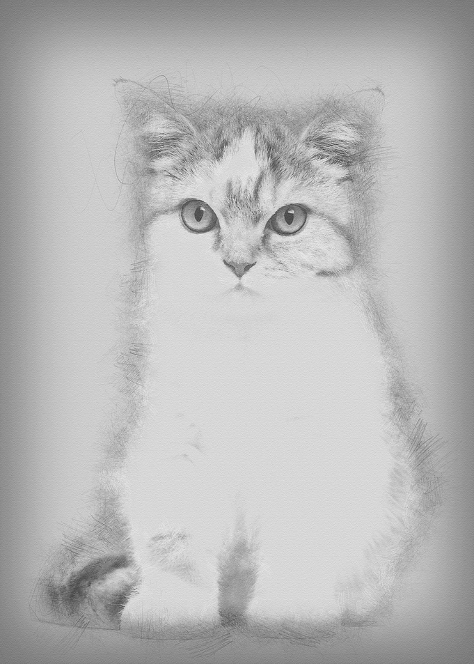 British Shorthair kitten 3