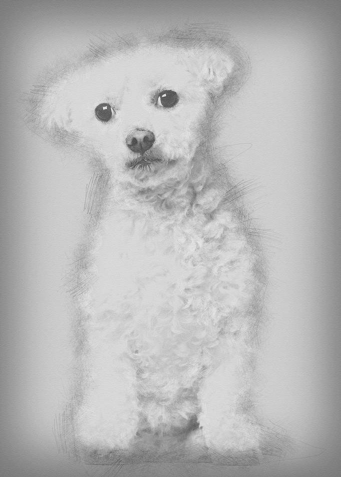 Bichon Fris 7 years old