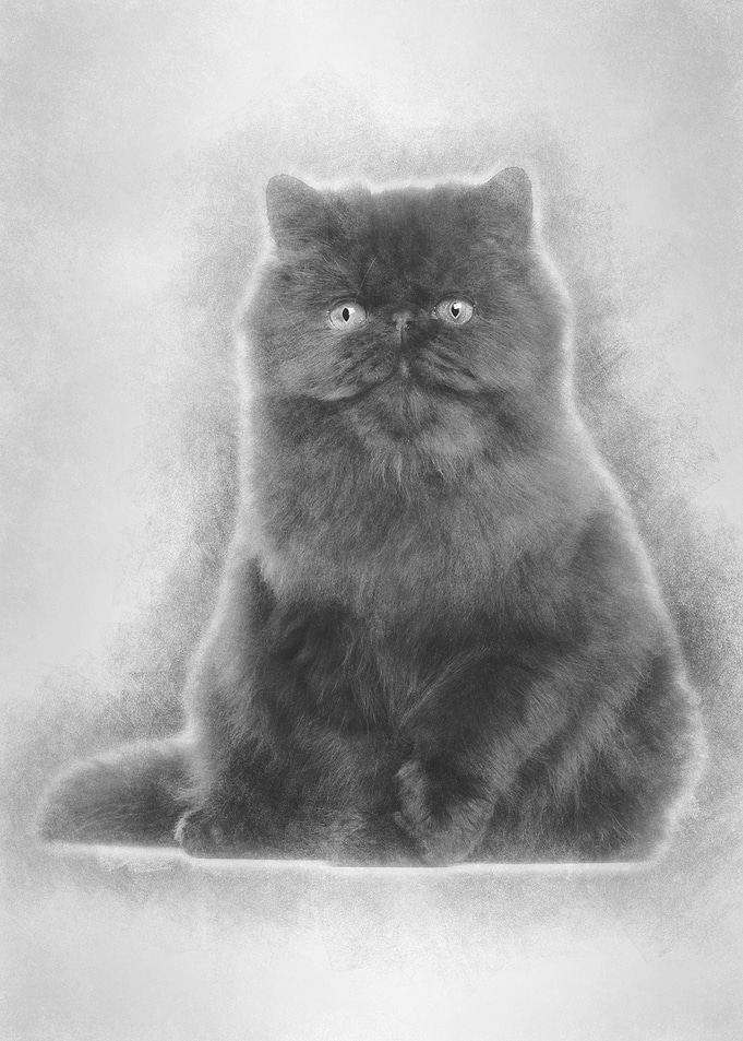 Portrait of Persian cat 7