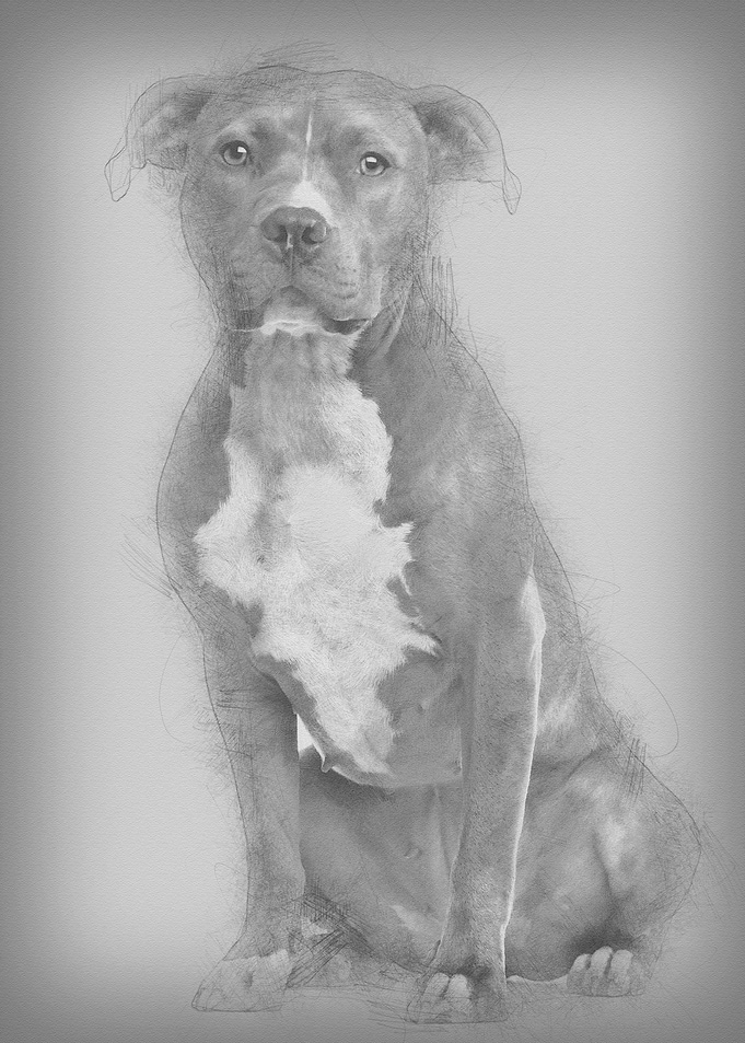 American Staffordshire Ter