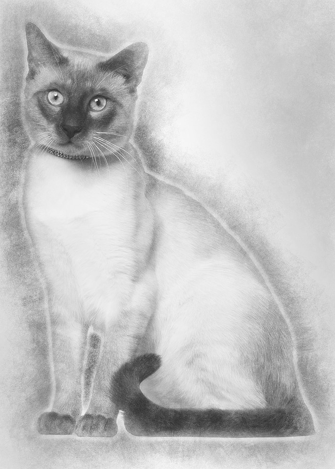Siamese cat 8 months old s