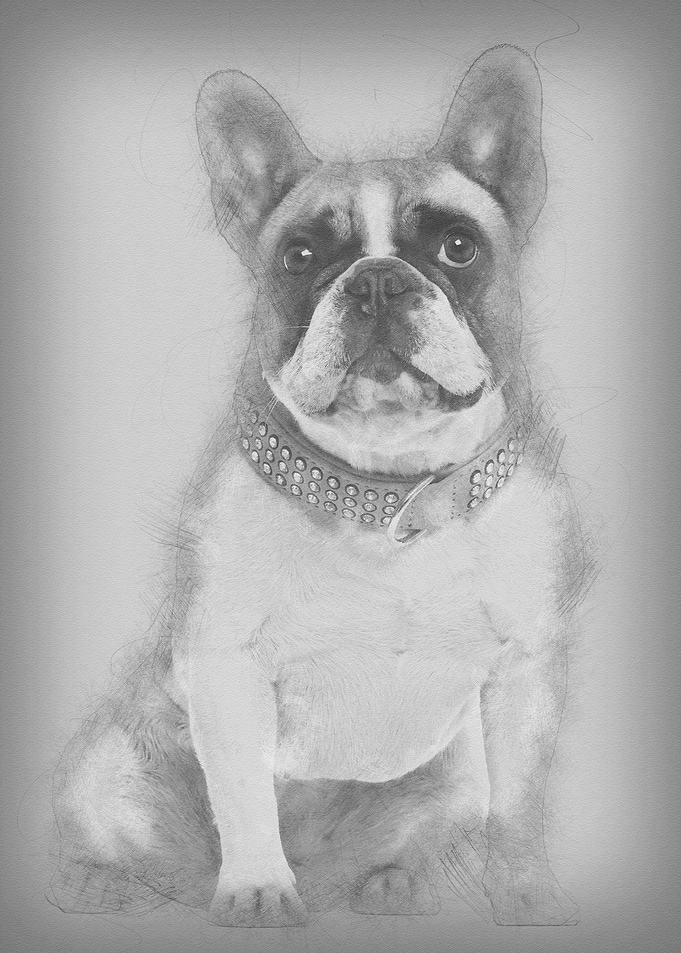 French Bulldog 4 years old