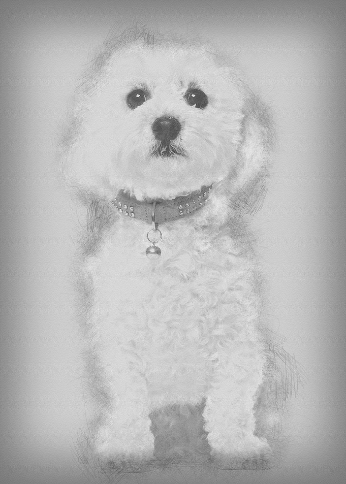 Bichon Fris 5 years old