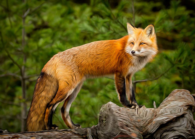 Crazy Like A Fox