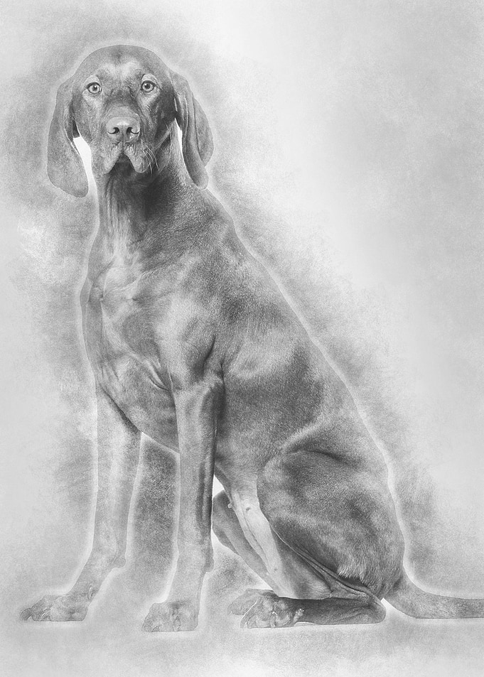 Vizsla dog 15 years old s