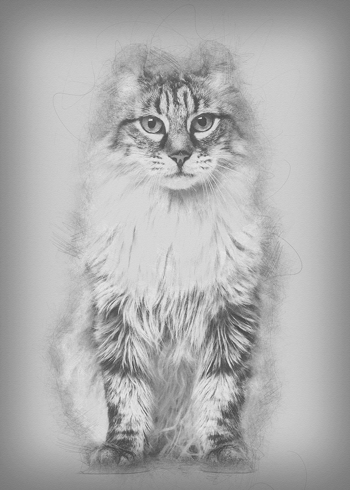 American Curl sitting and