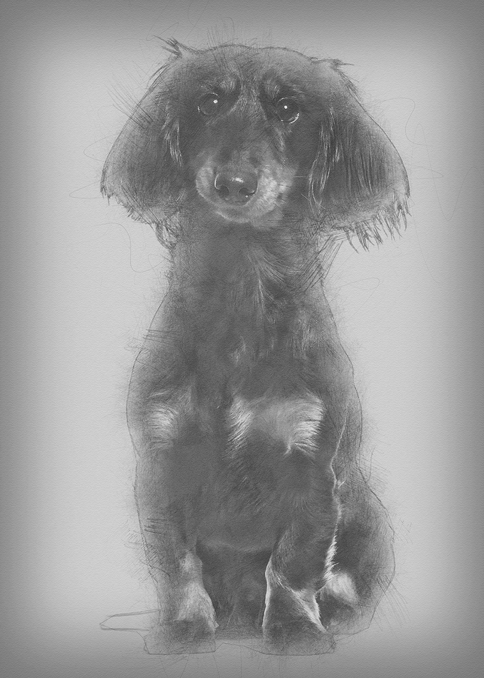Dachshund sitting against