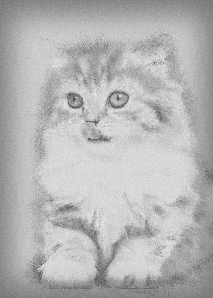 British Longhair kitten 2