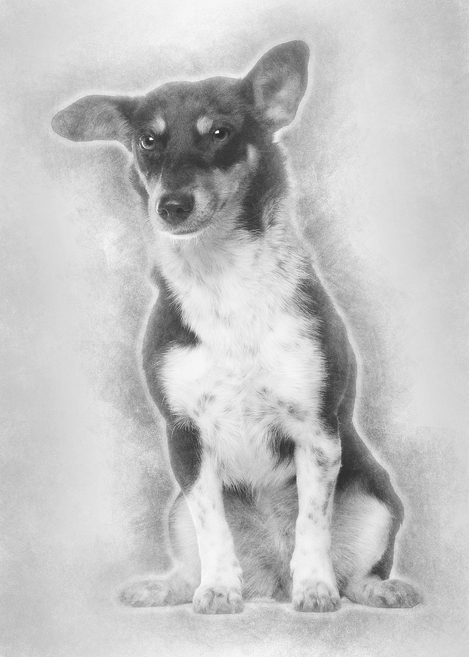 Portrait of crossbreed mix