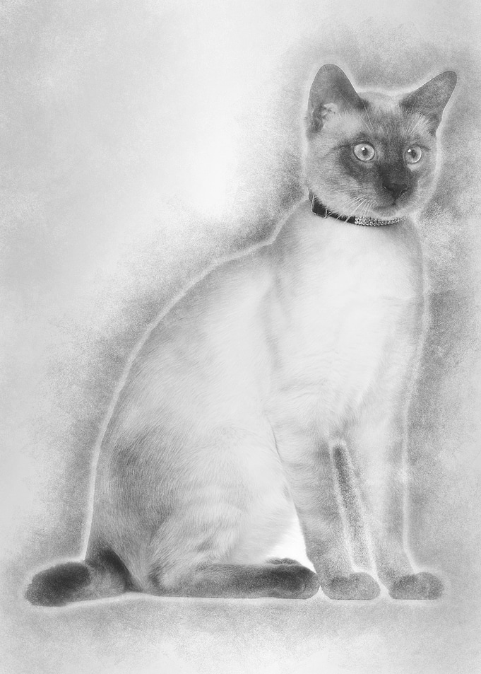 Siamese cat 8 months old s