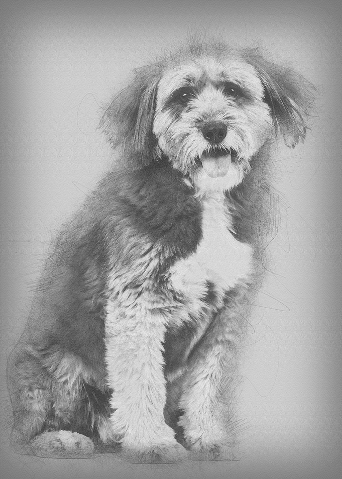 Crossbreed 4 years old sit