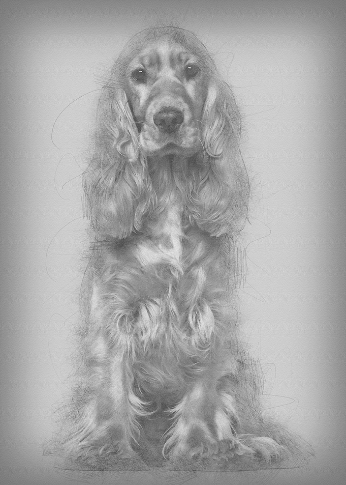 English cocker spaniel 9 m