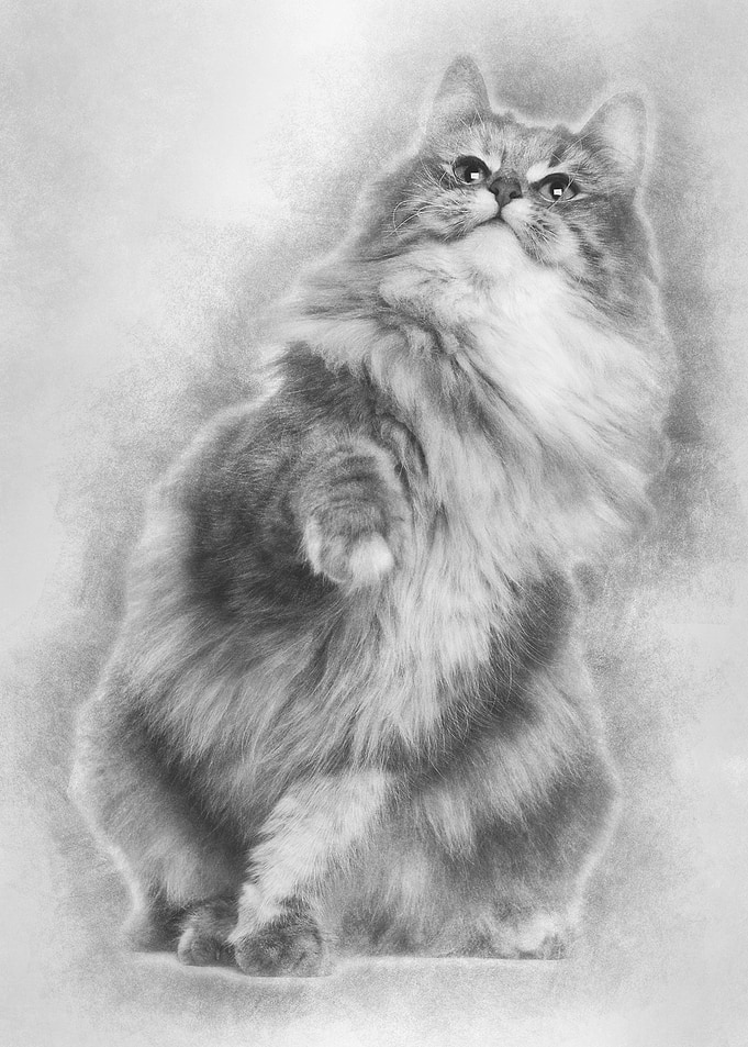Norwegian Forest Cat 1 and