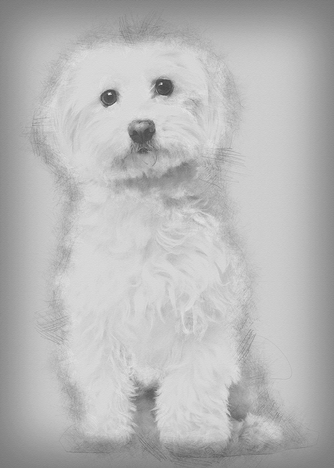 Maltese 8 years old sittin