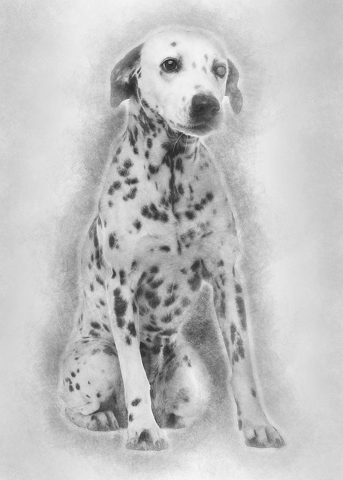 Oneeyed Dalmation 10 year
