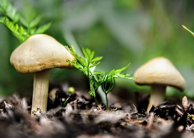 Small mushrooms