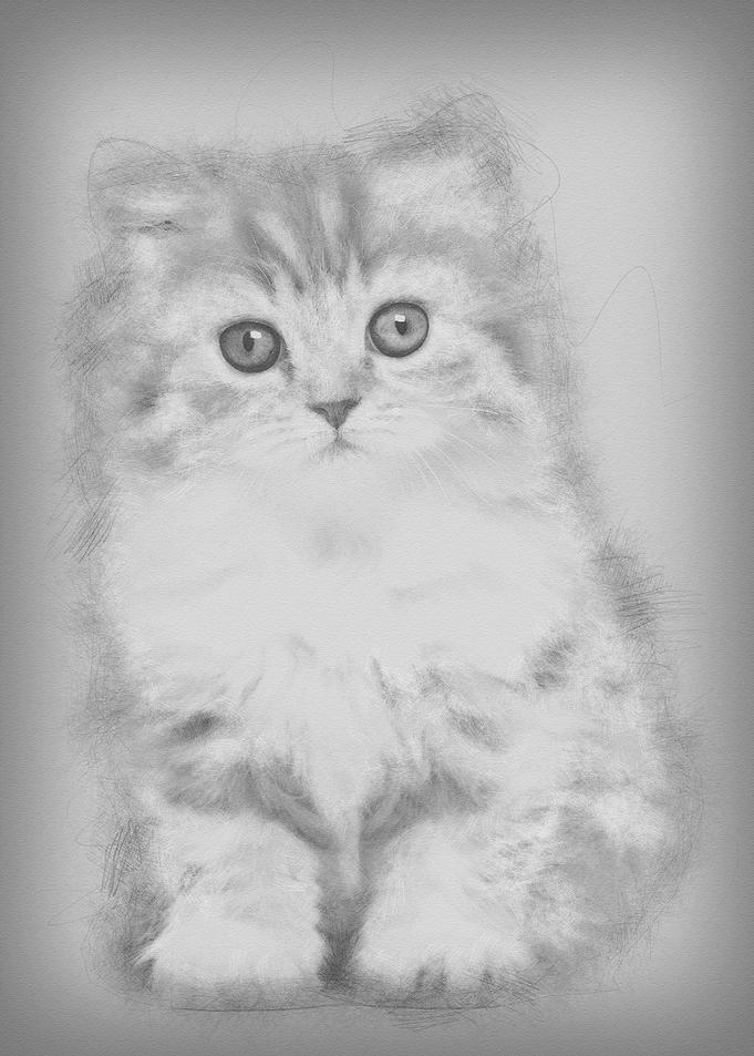 British Longhair kitten 2