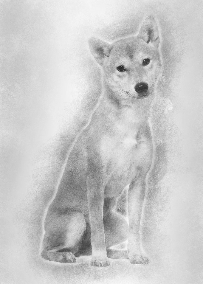 Shiba Inu 1 year old sitti