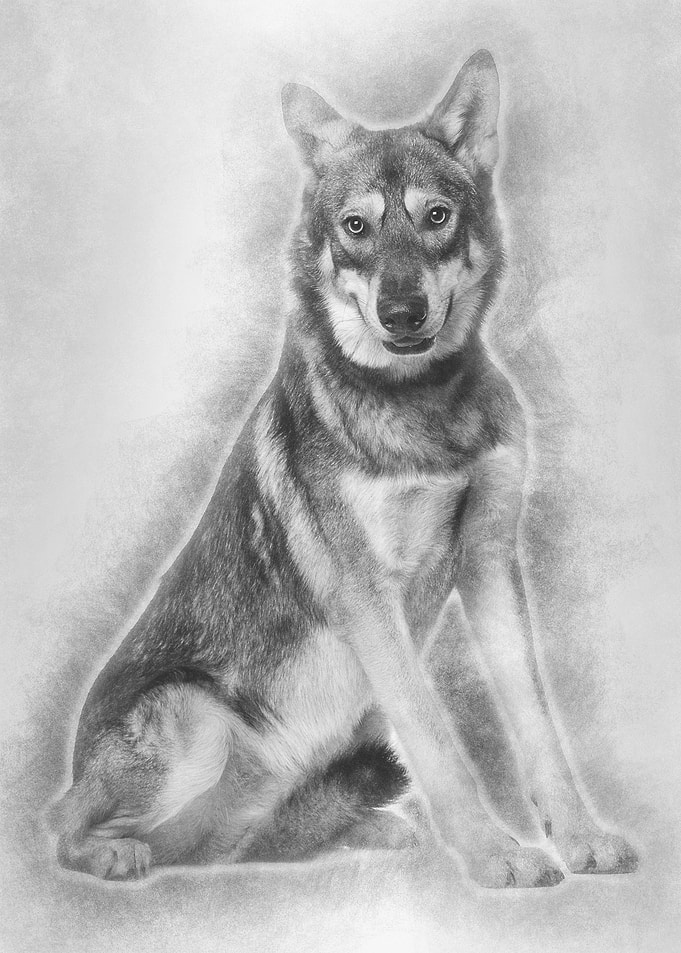 Saarlooswolfhond 18 months