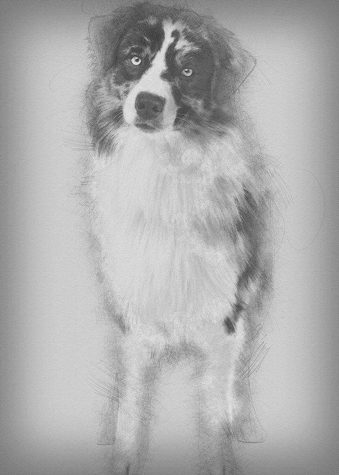 Australian Shepherd dog 14