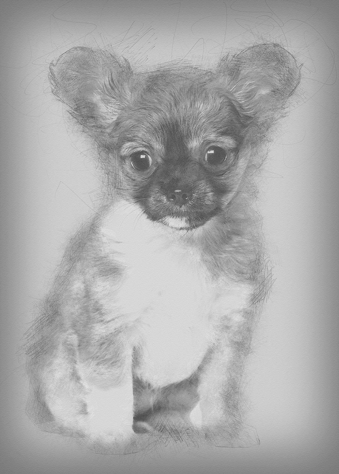 Chihuahua puppy 3 months o