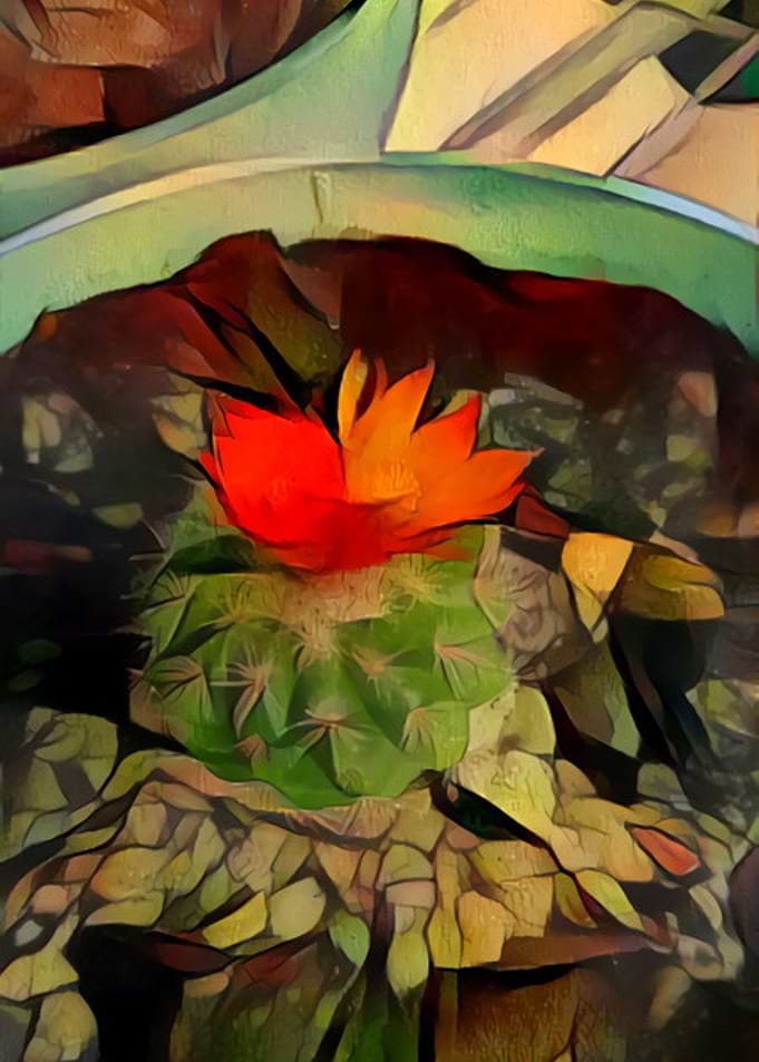 Blooming Cactus Bowl