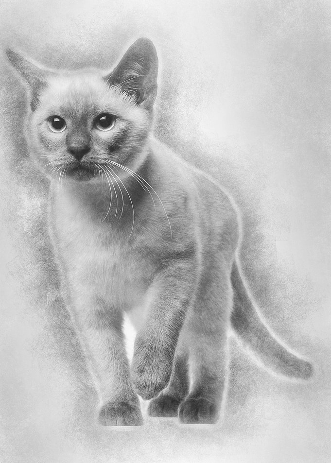Thai kitten 4 months old w