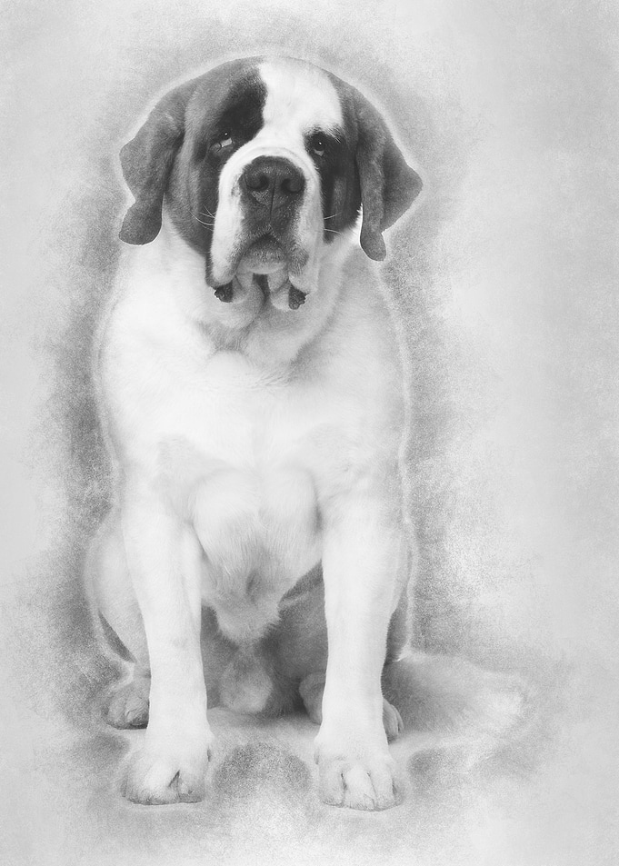 Saint Bernard 4 years old