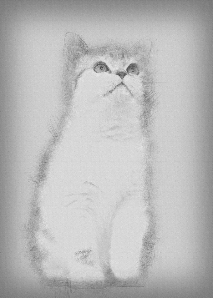 British Shorthair kitten 3