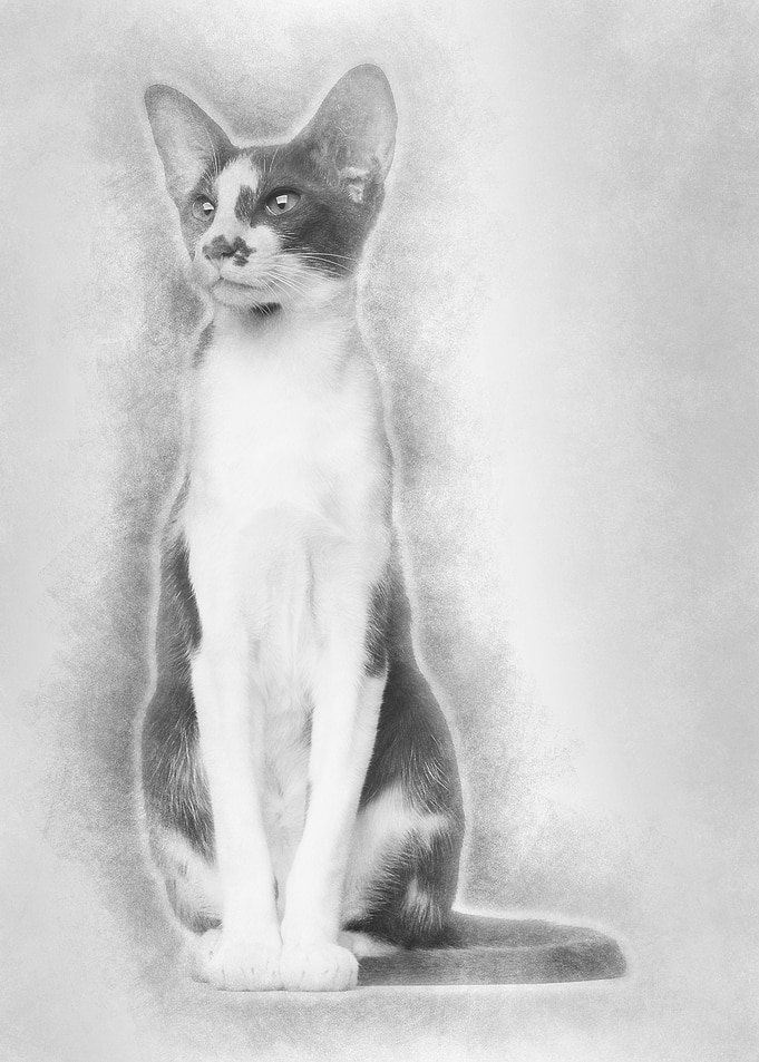 Oriental Shorthair sitting