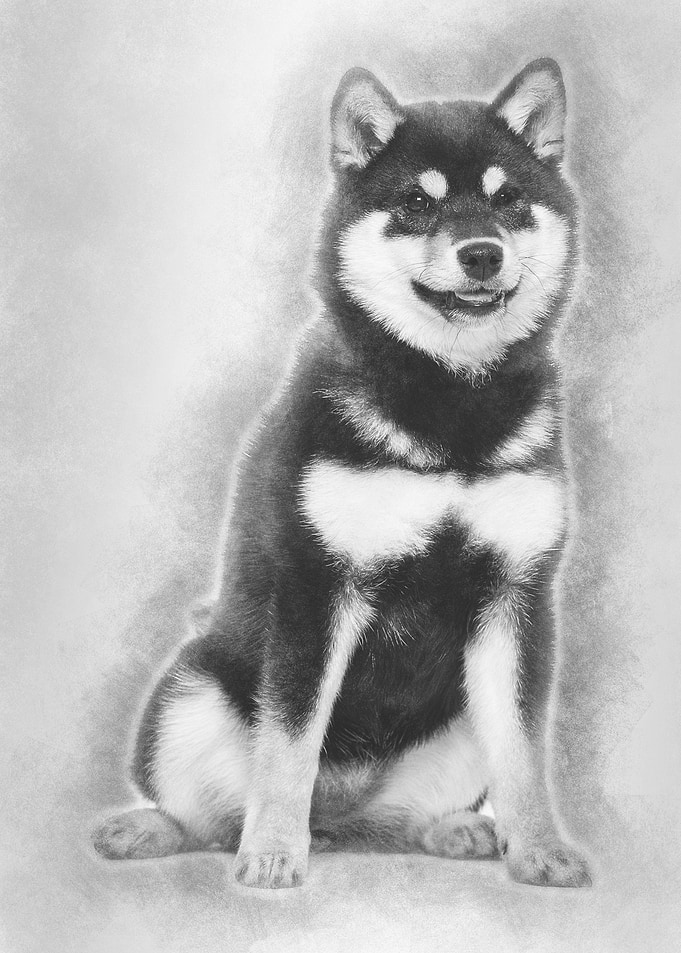 Shiba Inu puppy 45 month