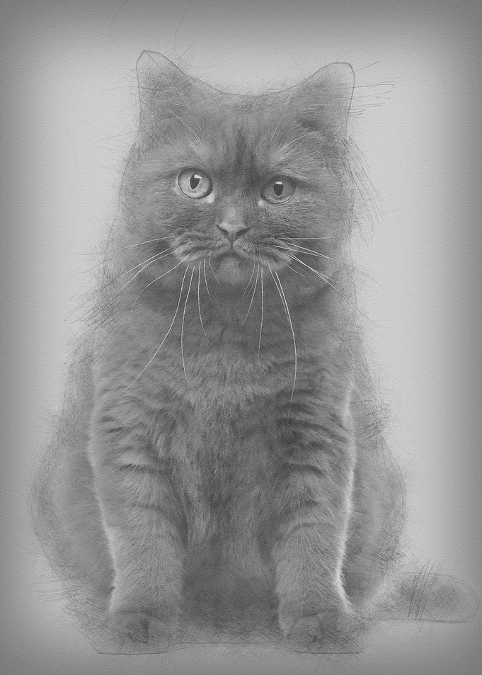 British Shorthair 20 month