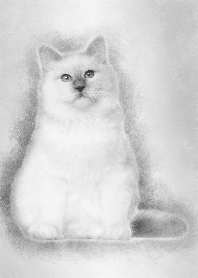 Portrait of Birman cat 6 m