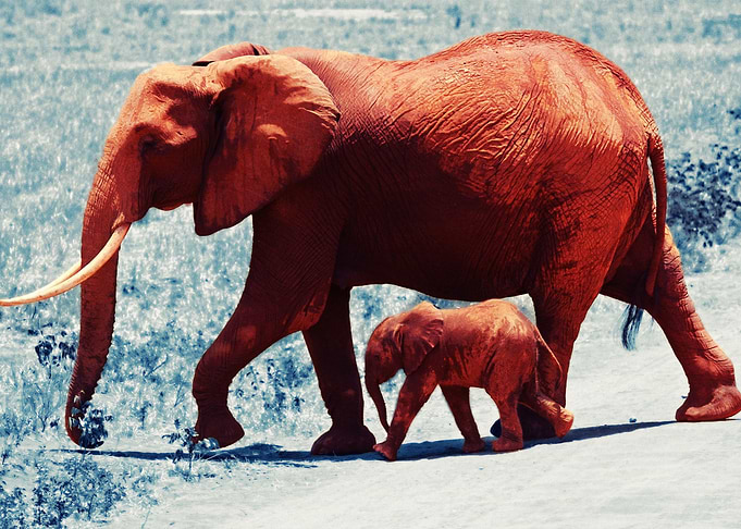 Elephant Oil