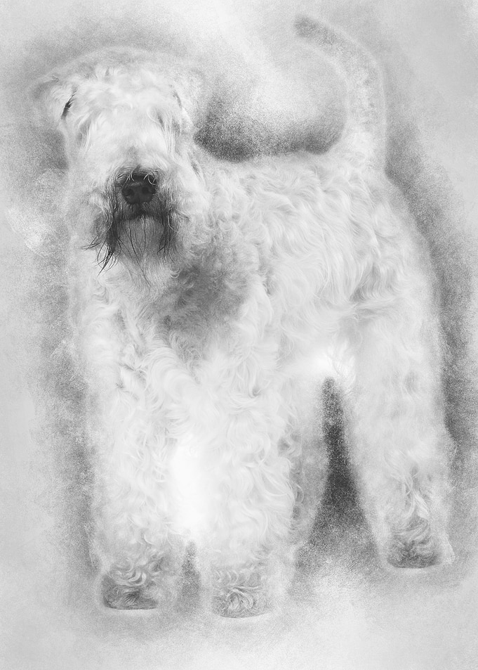 SoftCoated Wheaten Terrie