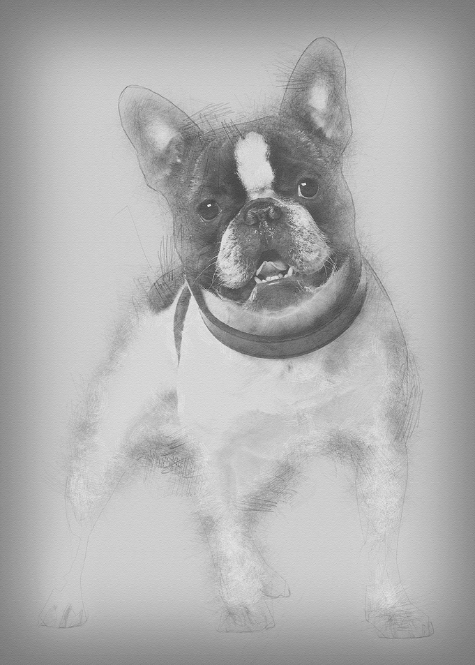 French bulldog 15 months o